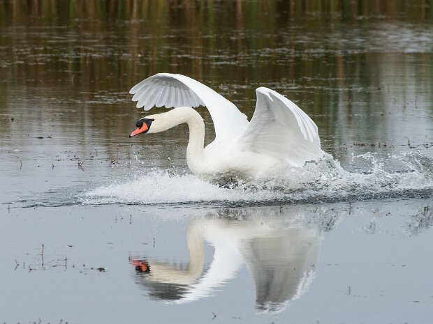 Łabędź niemy
