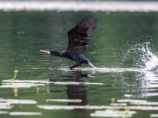 Kormoran