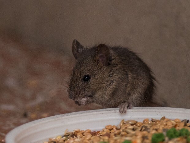 Mysz domowa