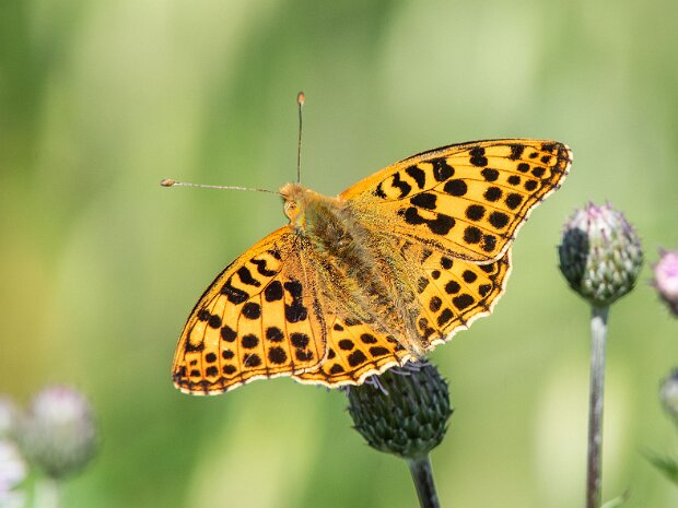 Dostojka latonia
