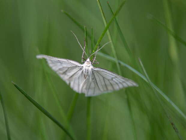 Dyblik liniaczek